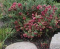 Gaultheria Mucronata