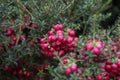 Gaultheria Mucronata