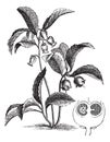 Gaultheria procumbens or Eastern teaberry vintage engraving
