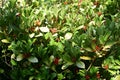 Gaultheria Procumbens with red berries. Royalty Free Stock Photo