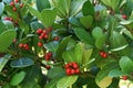 Gaultheria Procumbens with red berries. Royalty Free Stock Photo