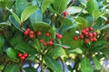 Gaultheria Procumbens with red berries. Royalty Free Stock Photo