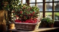 gaultheria procumbent and coniferous in basket as winter garden decoration Royalty Free Stock Photo