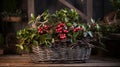 gaultheria procumbent and coniferous in basket as winter garden decoration Royalty Free Stock Photo