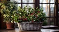 gaultheria procumbent and coniferous in basket as winter garden decoration Royalty Free Stock Photo