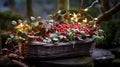 gaultheria procumbent and coniferous in basket as winter garden decoration Royalty Free Stock Photo