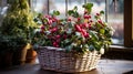 gaultheria procumbent and coniferous in basket as winter garden decoration Royalty Free Stock Photo