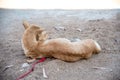 Gaunt dog are lie back on Sandy floor Royalty Free Stock Photo