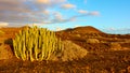 Gaunt landscape with cactus in the south of Tenerife Royalty Free Stock Photo