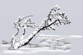 Snow laden tree with snowfall