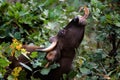 Gaur Royalty Free Stock Photo