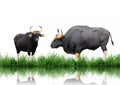 Gaur Royalty Free Stock Photo