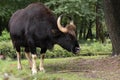 Gaur