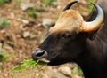 Gaur