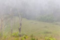 Wild herd of Indian Bisons Gaur in fog at sunrise