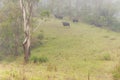 Wild herd of Indian Bisons Gaur in fog at sunrise