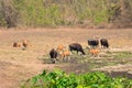 Gaur and Banteng in saltlick at Huai Kha Khaeng wildlife sanctuary, Thailand