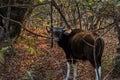 Gaur  Bos gaurus, also called Indian bison, is the largest extant bovine at Tadoba Chanda Nagpur Royalty Free Stock Photo