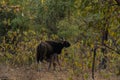 Gaur  Bos gaurus, also called Indian bison, is the largest extant bovine at Tadoba Chanda Nagpur Royalty Free Stock Photo