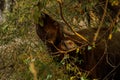 Gaur  Bos gaurus, also called Indian bison, is the largest extant bovine at Tadoba Chanda Nagpur Royalty Free Stock Photo