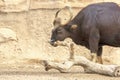 Gaur Bos gaurus, also called seladang or Indian bison Royalty Free Stock Photo