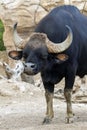 Gaur Bos gaurus, also called seladang or Indian bison Royalty Free Stock Photo