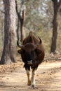 The gaur (Bos gaurus), also known as the Indian bison.