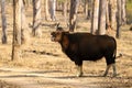 The gaur (Bos gaurus), also known as the Indian bison,.