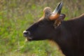 The gaur (Bos gaurus), also known as the Indian bison, portrait of a female on a green background Royalty Free Stock Photo