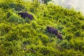 Gaur (Bos gaurus laosiensis)