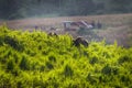 Gaur (Bos gaurus laosiensis) Royalty Free Stock Photo