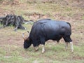 Gaur, or Bos Gaurus Royalty Free Stock Photo