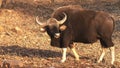 A gaur faces the camera at tadoba andhari tiger