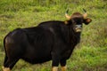 Gaur Royalty Free Stock Photo