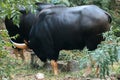 Gaur grazed along the edge of the forest Royalty Free Stock Photo