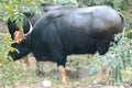 Gaur grazed along the edge of the forest Royalty Free Stock Photo