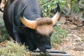 Gaur grazed along the edge of the forest Royalty Free Stock Photo