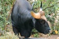 Gaur grazed along the edge of the forest Royalty Free Stock Photo