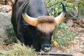 Gaur grazed along the edge of the forest Royalty Free Stock Photo