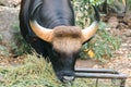 Gaur grazed along the edge of the forest Royalty Free Stock Photo