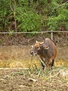 Gaur, Indian Bison