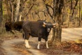 Gaur or Indian Bison or bos gaurus at bandhavgarh national park india Royalty Free Stock Photo