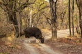 Gaur or Indian Bison or bos gaurus a danger animal or beast grazing grass on forest track or road in summer season morning safari Royalty Free Stock Photo