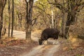 Gaur or Indian Bison or bos gaurus a danger animal or beast grazing grass on forest track or road in summer season morning safari Royalty Free Stock Photo