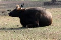 Gaur or Indian bison (Bos gaurus gaurus) enjoying sunshine on a cold day : (pix Sanjiv Shukla)