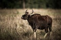 Gaur or Indian Bison or bos gaurus fine art image at bandhavgarh national park Royalty Free Stock Photo