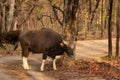 Gaur or Indian Bison or bos gaurus on forest track blocking road in morning safari at bandhavgarh national park forest or tiger Royalty Free Stock Photo