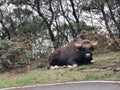 Gaur, Indian Bison,Bos Gaurus resting in forest near the highway,Kinnakorai, Tamilnadu, India. Royalty Free Stock Photo