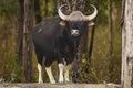 Gaur or Indian Bison or bos gaurus a showstopper closeup or portrait and black drongo bird on his back in morning safari at kanha