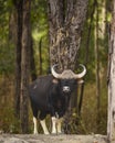 Gaur or Indian Bison or bos gaurus a showstopper closeup or portrait and black drongo bird on his back in morning safari at kanha